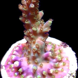 WYSIWYG M35 Staghorn Acropora