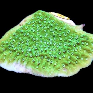 WYSIWYG M38 Pink Rim Emerald Plating Montipora