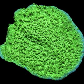 WYSIWYG 7E Bright Green Goblin Montipora Frag