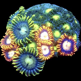 WYSIWYG Zoanthid Frag B2