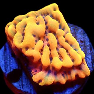 WYSIWYG 13B Beach Bum Montipora Frag