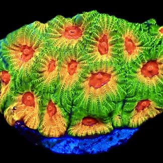 WYSIWYG 18B Fascination Favia Frag