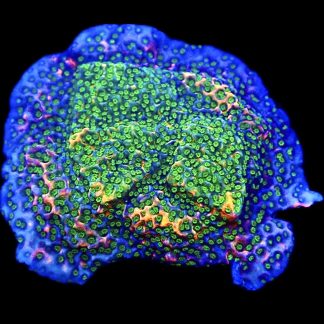 WYSIWYG 19C Tropic Thunder Montipora Frag Large