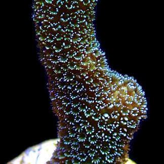 WYSIWYG 17J Lemon/Lime Montipora Digitata