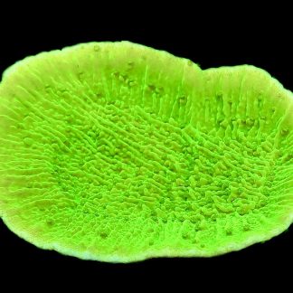 WYSIWYG 18D Toxic Lime Plating Montipora Large