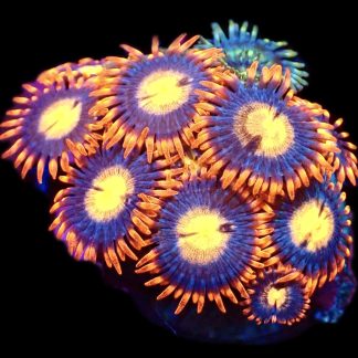 WYSIWYG Zoanthid Frag M25