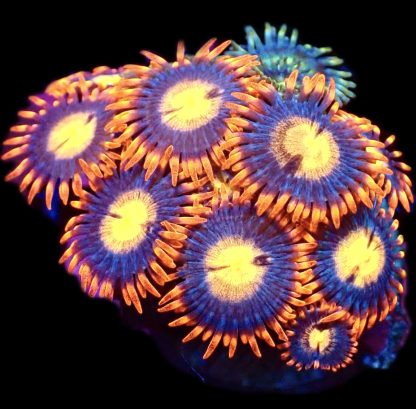WYSIWYG Zoanthid Frag M25