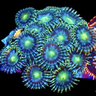 WYSIWYG Zoanthid Frag M26