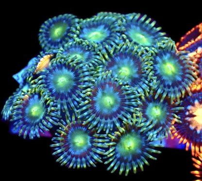 WYSIWYG Zoanthid Frag M26