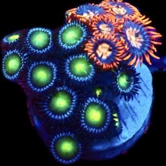 WYSIWYG Zoanthid Frag M27