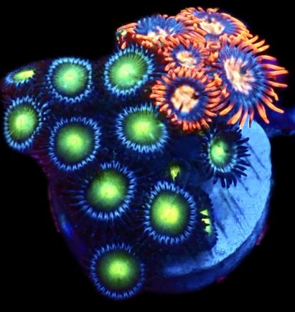 WYSIWYG Zoanthid Frag M27