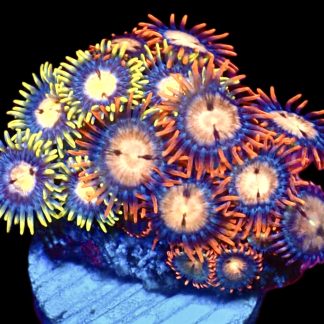 WYSIWYG Zoanthid Frag M36