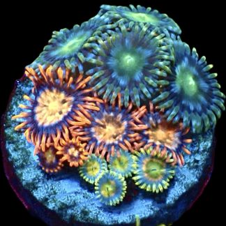 WYSIWYG Zoanthid Frag M38