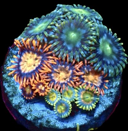 WYSIWYG Zoanthid Frag M38