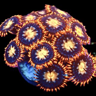 WYSIWYG Zoanthid Frag M48