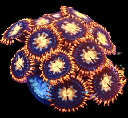 WYSIWYG Zoanthid Frag M48