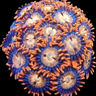WYSIWYG Zoanthid Frag M49