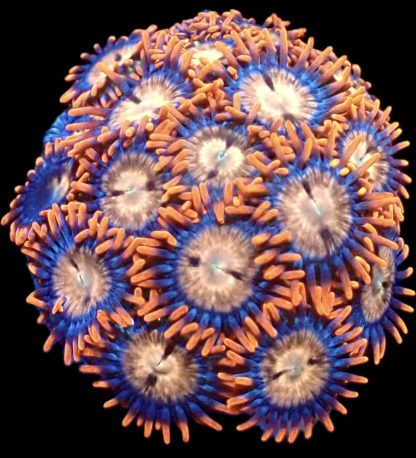 WYSIWYG Zoanthid Frag M49
