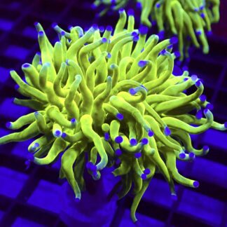 WYSIWYG Ultra Holy Grail Torch Euphyllia T1