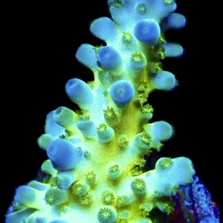 WYSIWYG M40 Violet Venom Acropora Frag