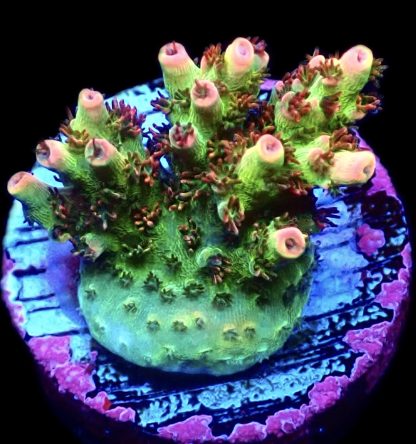 WYSIWYG 23E Dragon's Breath Acropora Frag   ***NEW***