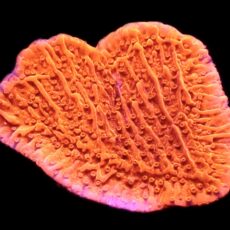 WYSIWYG 14A Orange Plating Montipora Frag
