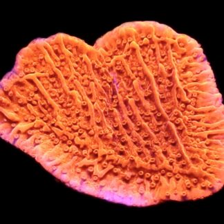 WYSIWYG 14A Orange Plating Montipora Frag