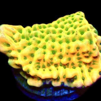 WYSIWYG 19J Kung Pao Montipora Frag
