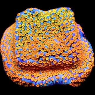 WYSIWYG 24A Rainbow Montipora Ultra