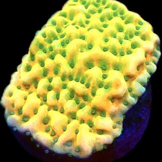 WYSIWYG 26A Kung Pao Montipora Frag