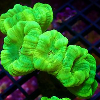 WYSIWYG 31E Neon Green Super Fluorescent Candy Cane