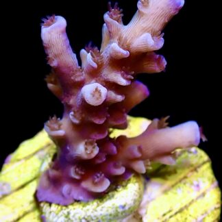 WYSIWYG 27B Blue Curacao Acropora