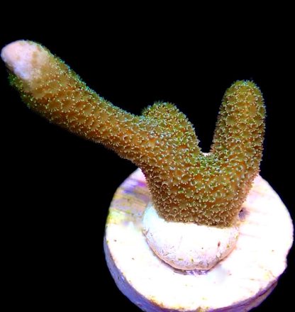 WYSIWYG 17J Lemon/Lime Montipora Digitata