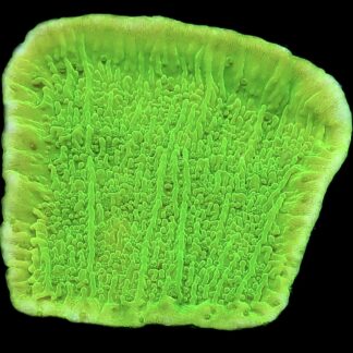 WYSIWYG 10K Toxic Lime Plating Montipora Large