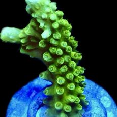WYSIWYG M16 Bali Slimer Staghorn Acropora