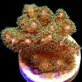 WYSIWYG M12 Sparkling Tinsel Pocillopora