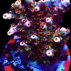 WYSIWYG 21G Dragon's Breath Acropora Frag Large   ***NEW***