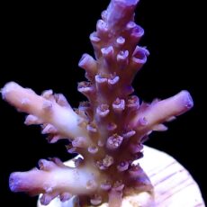 WYSIWYG 24D Blue Curacao Acropora