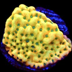 WYSIWYG 31C Kung Pao Montipora Frag