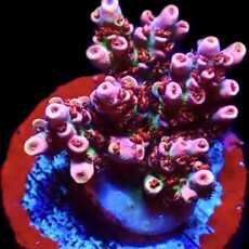 WYSIWYG 25D Dragon's Breath Acropora Frag ***NEW***