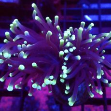 WYSIWYG Holy Guacamole Torch Euphyllia Double Head 89