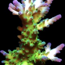 WYSIWYG 20C Violet Venom Acropora Frag Extra Large