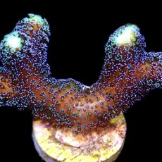 WYSIWYG 23C Purple Stylophora Milka