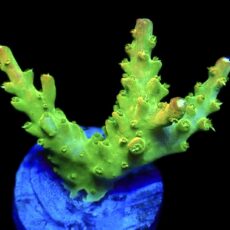 WYSIWYG 25D Rainbow Loom Acropora
