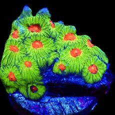 WYSIWYG 10A Fascination Favia Frag