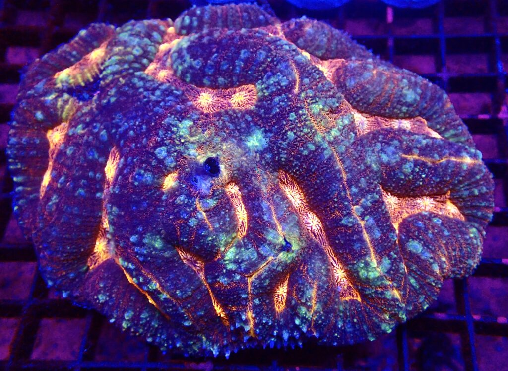 Ultra Symphyllia Colony 1 Extra Large ( 120mm x 110mm )