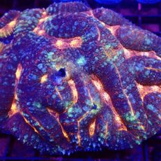 Ultra Symphyllia Colony 1 Extra Large ( 120mm x 110mm )