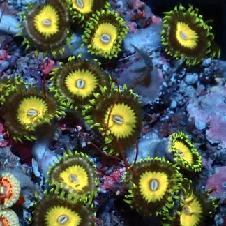 Lemon Drizzle Palythoa (2 Polyps)