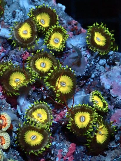 Lemon Drizzle Palythoa (2 Polyps)