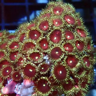 Pretty Plum Palythoa (2 Polyps)